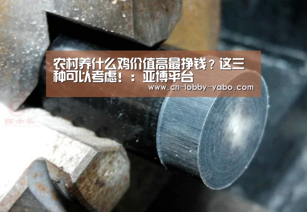 农村养什么鸡价值高最挣钱?这三种可以考虑!:亚博平台(图3) 亚博平台